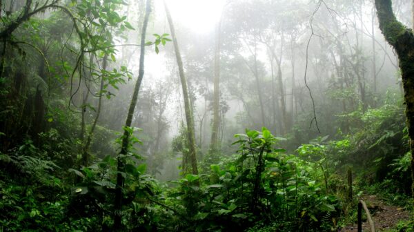 Portable DNA labs help close major biodiversity data gaps in Peruvian Amazon